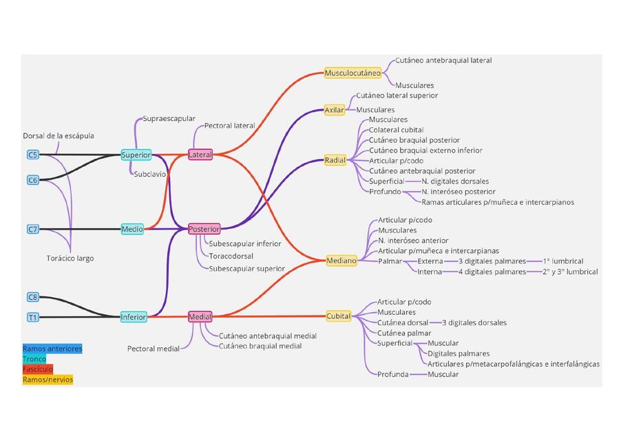 Esquema Plexo braquial | Diego Nehuen | uDocz