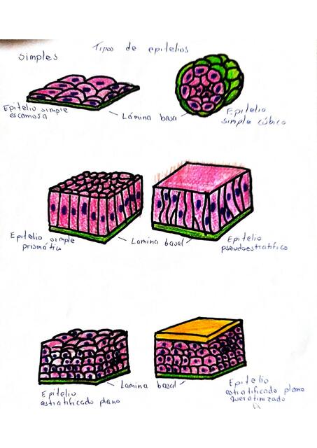 Tipos de Epitelios