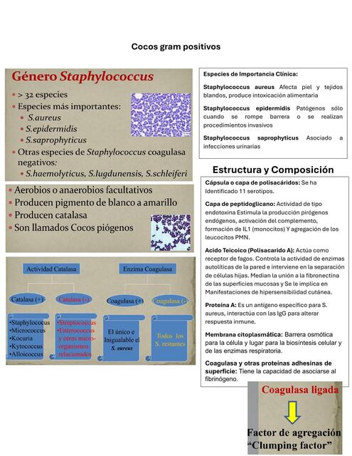 Cocos gram positivos