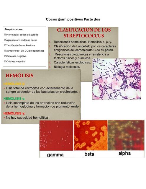 Cocos gram positivos 2 y 3