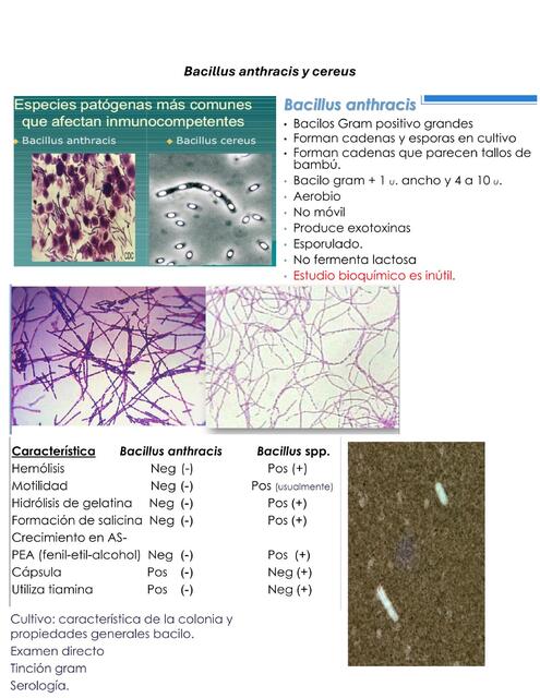 Bacillus