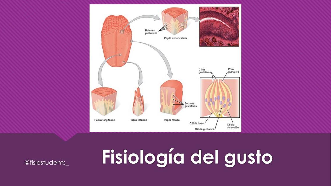 Fisiología del gusto