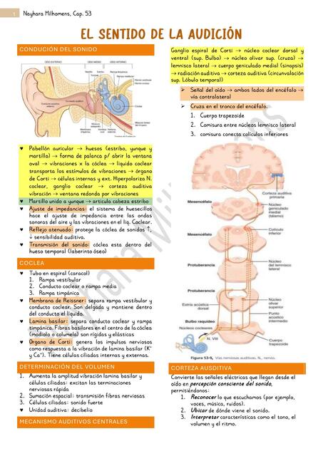 Cap 53 el sentido de la audicion