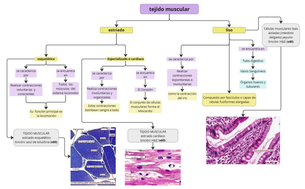 tejido muscular 1