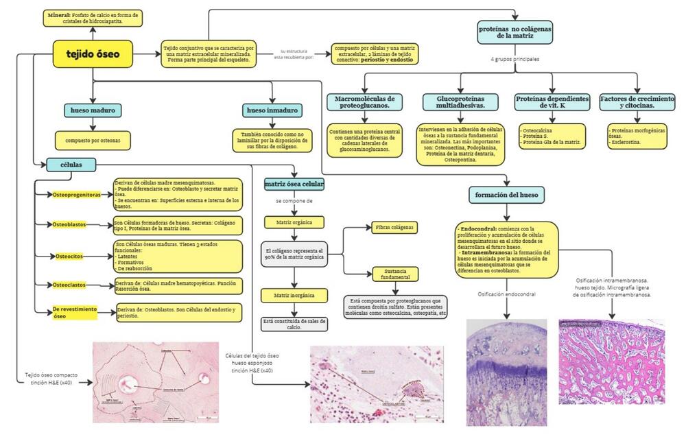 tejido óseo 2