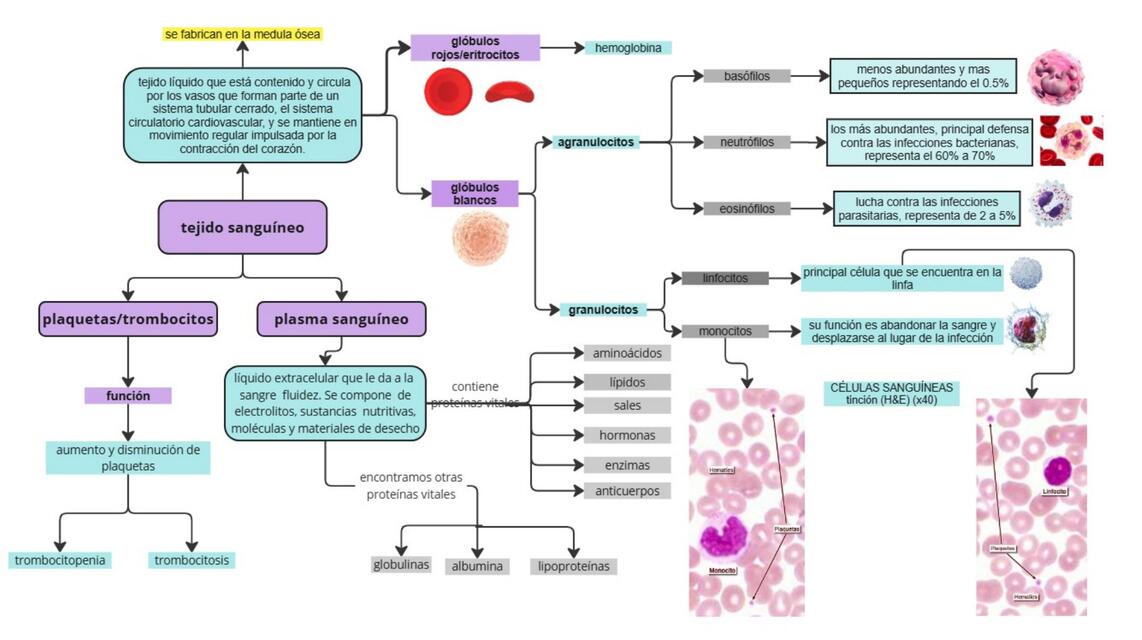 tejido sanguineo 2
