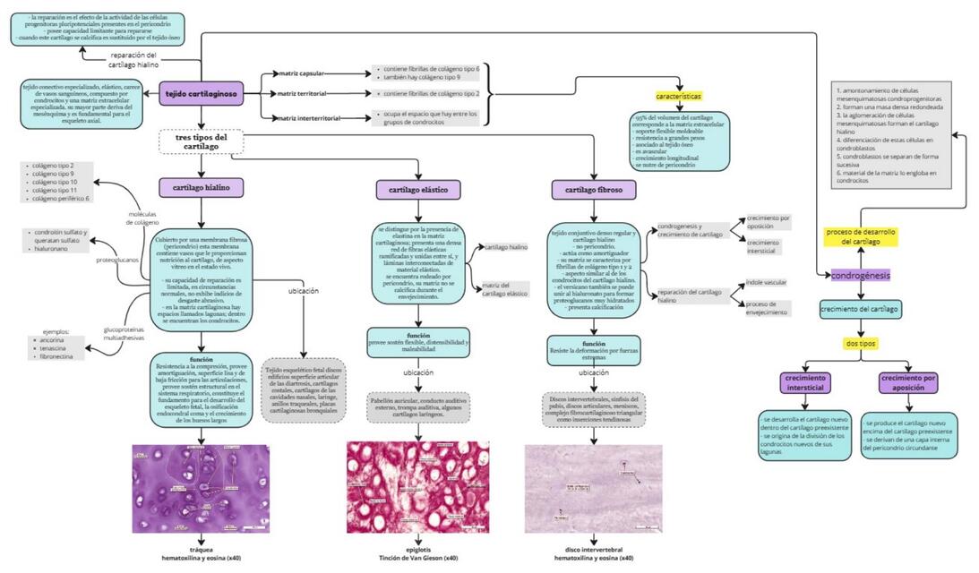 tejido cartilaginoso 2