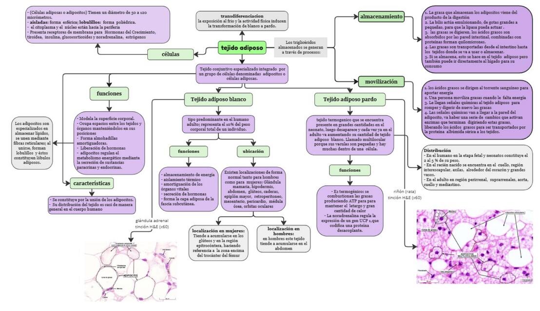 tejido adiposo 2