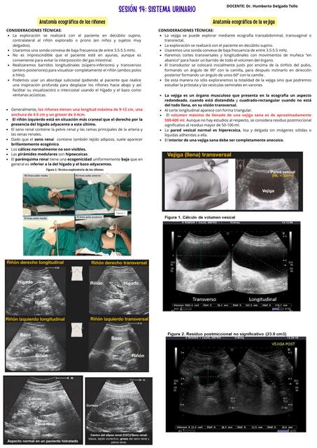 SISTEMA URINARIO RESUMEN DR TELLO