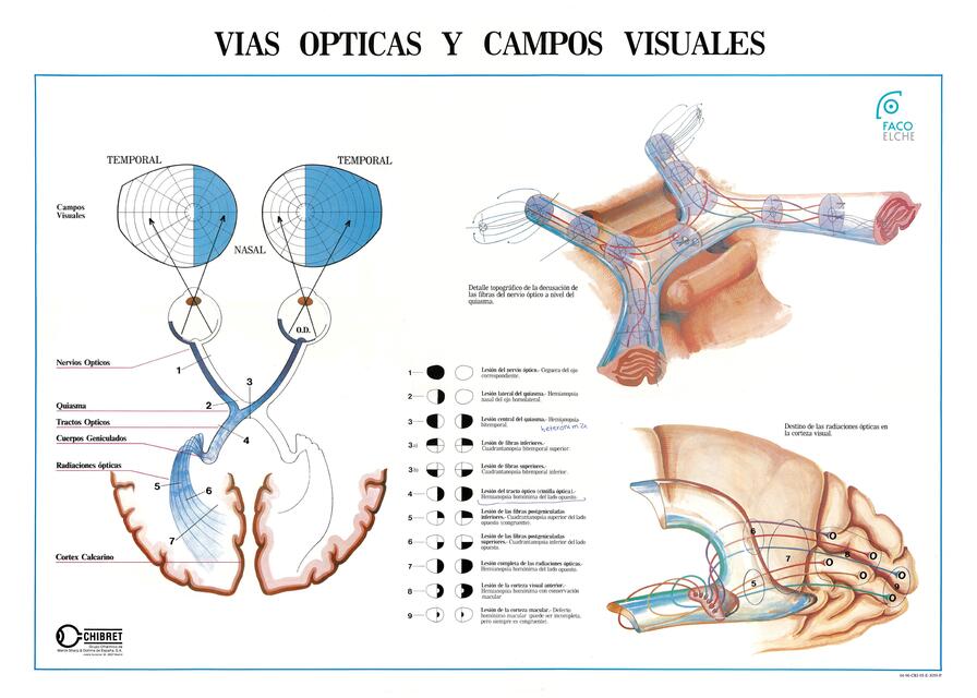 VIAS OPTICAS CAMPOS VISUALES facoelche