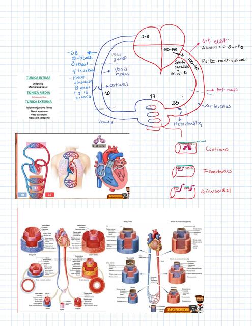 Presion Arterial