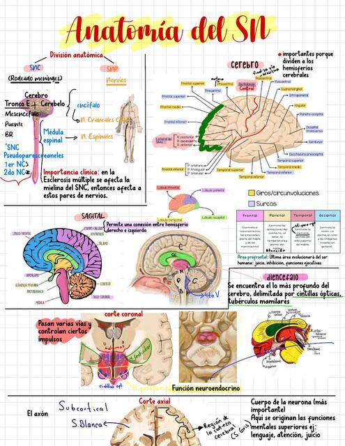 Anatomía del sistema nervioso