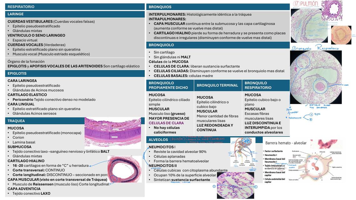 3ER MODULO HISTOLOGIA