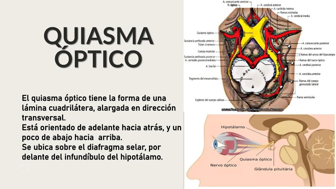 El Sistema Visual Del Quiasma Optico a la Corteza | rrllfdio | uDocz