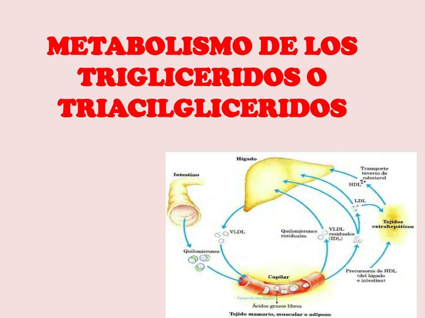 10 U6 METABOLISMO DE LOS TRIGLICERIDOS O TRIACILGL | Alex | uDocz