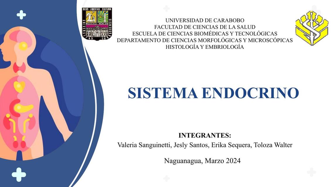 Seminario Sistema Endocrino 0