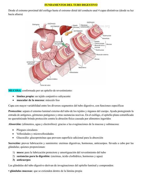 TUBO DIGESTIVO