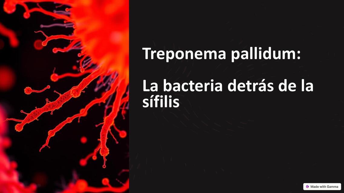 Treponema pallidum La bacteria detras de la sifili