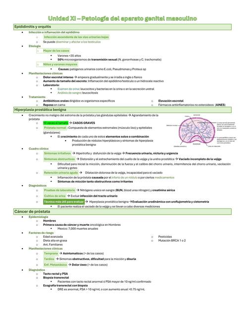 Unidad XI Patología del Aparato Genita Masculino