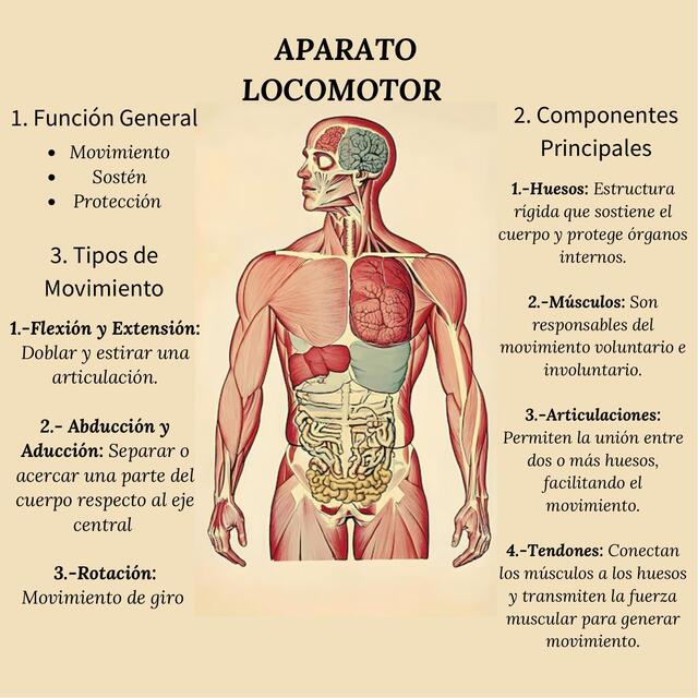 APARATO LOCOMOTOR