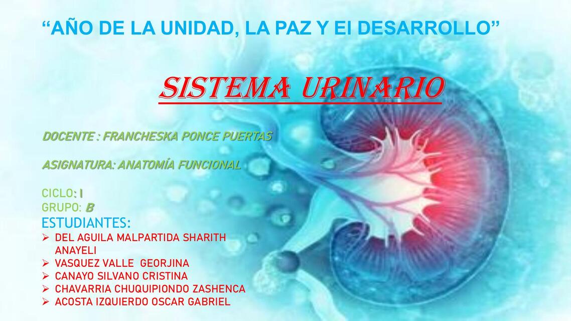 sistema urinario