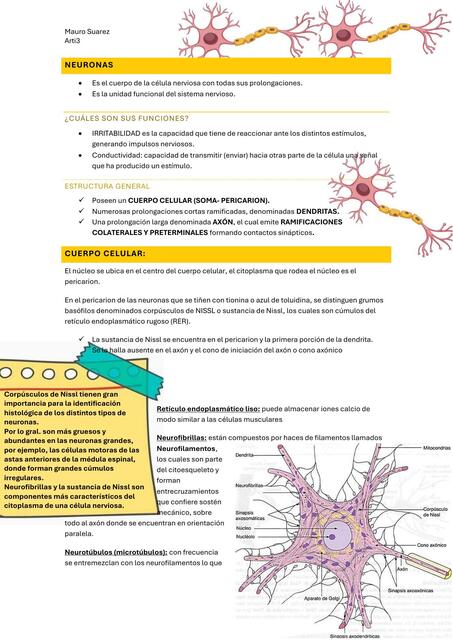 histología del tejido nervioso N2