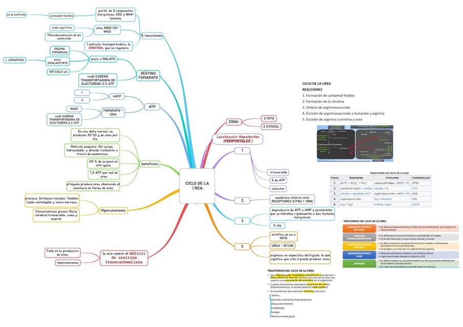 ciclo de la urea