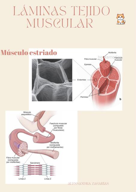 Tejido muscular Ale