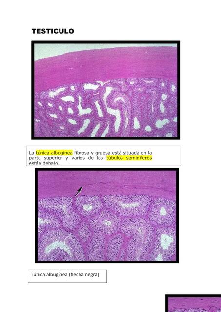 Reproductor histología frank