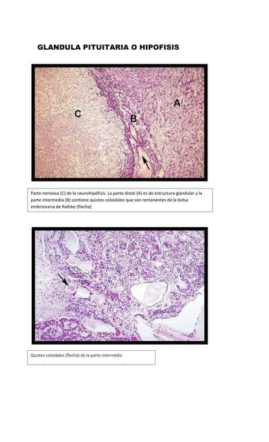 Endocrinofrank