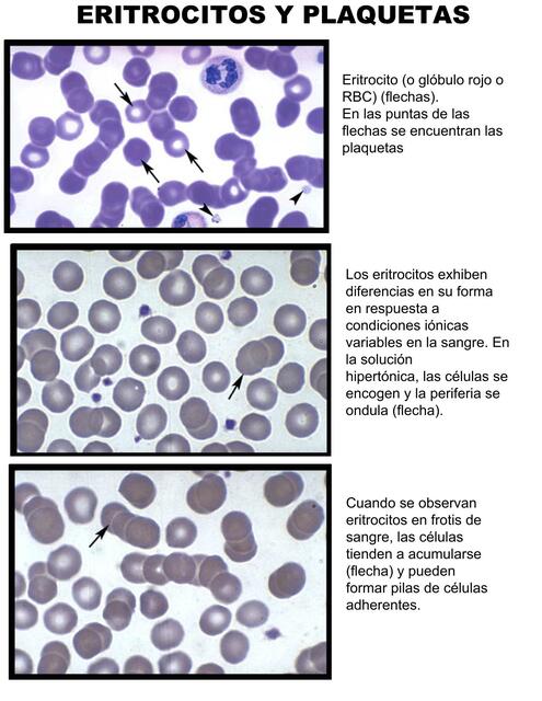 sanguineo Frank histología