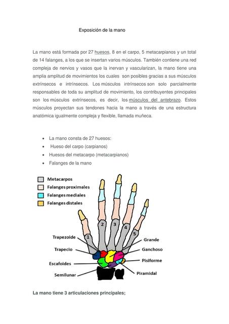 Anatomía de la Mano