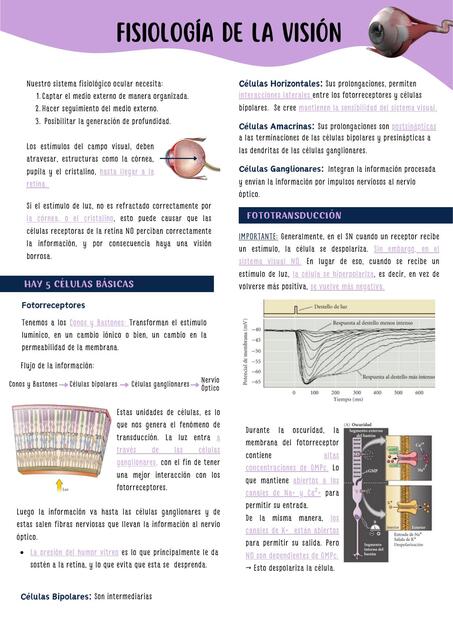 Fisiología De La Visión Mednotes Udocz