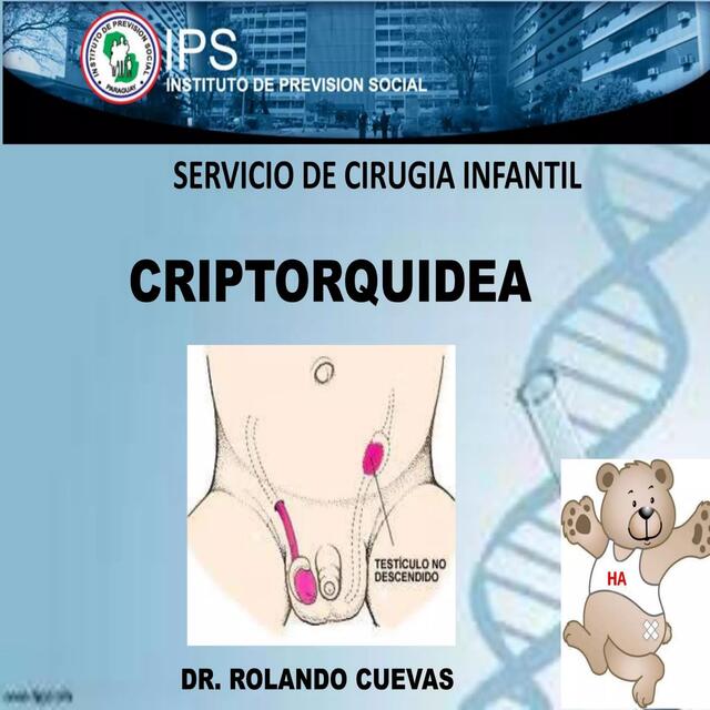 Criptorquidea