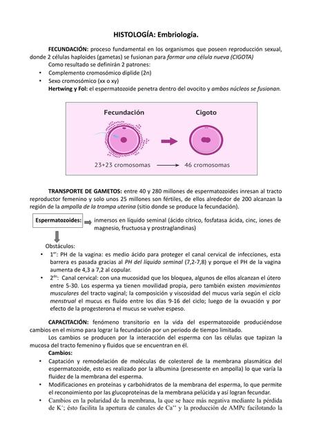 Embriología: Fecundación 