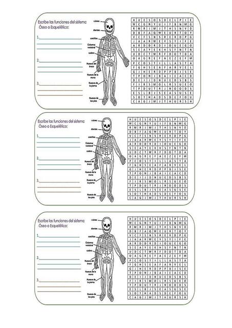 esqueleto sopa de letras
