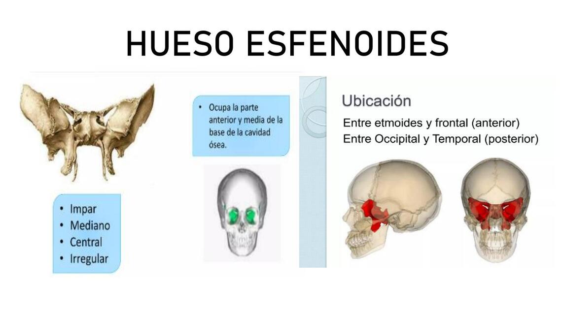 HUESO ESFENOIDES