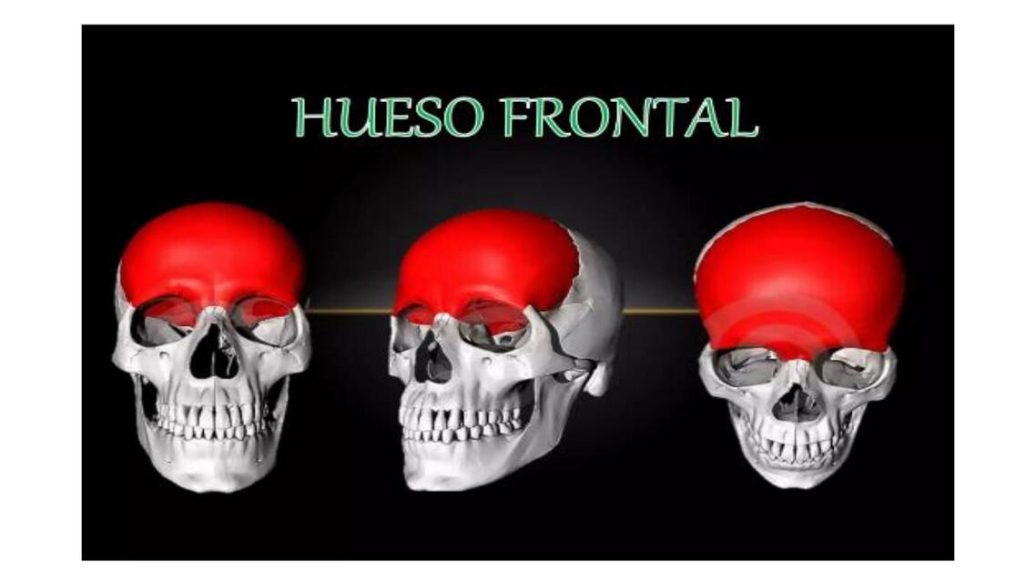 Hueso frontal