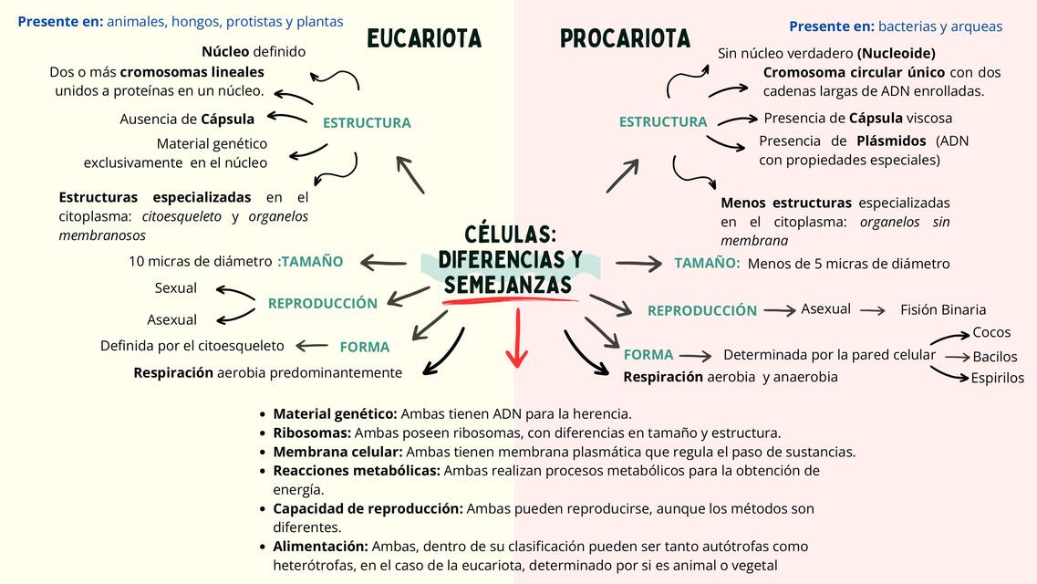 Mapa Mental Semejanzas y diferencias entre Céula E