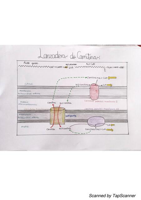 Lanzadera de Carnitina