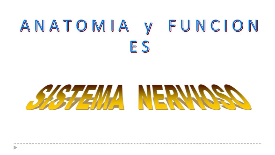 Anatomía y función en sistema nervioso 