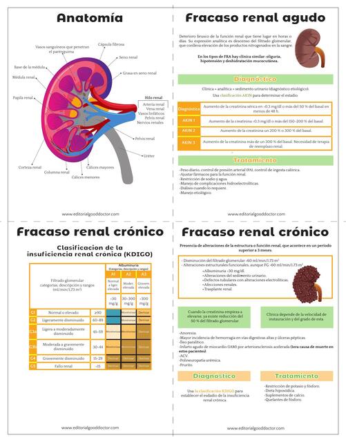 Flashcards Nefrologia