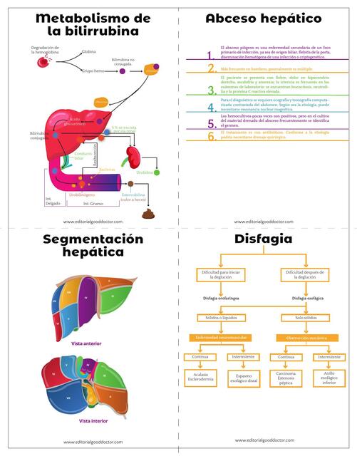 Flashcards Digestivo