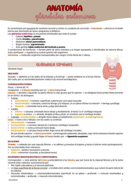 Anatomía glándulas endocrinas