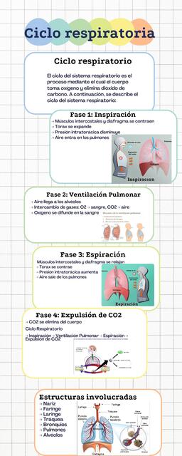 ciclo respiratorio