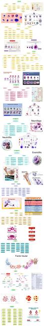 Mapa Conceptual Hematología