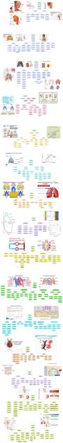 Mapa Conceptual Sist Respiratorio