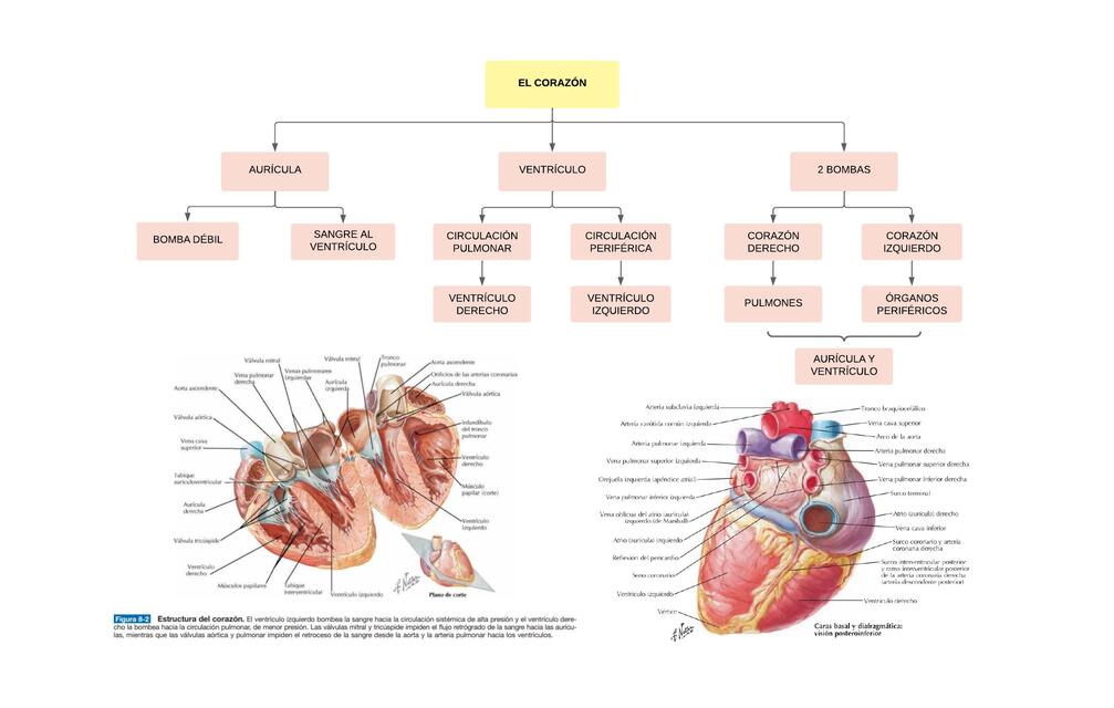 Mapa Conceptual Corazón Miguel Velásquez Culque
