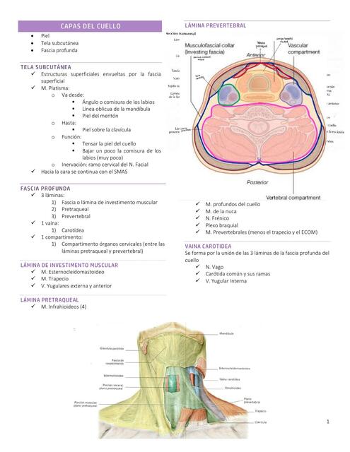 Capas del cuello