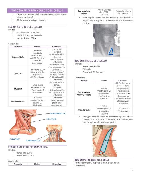 Topografía y triángulos del cuello